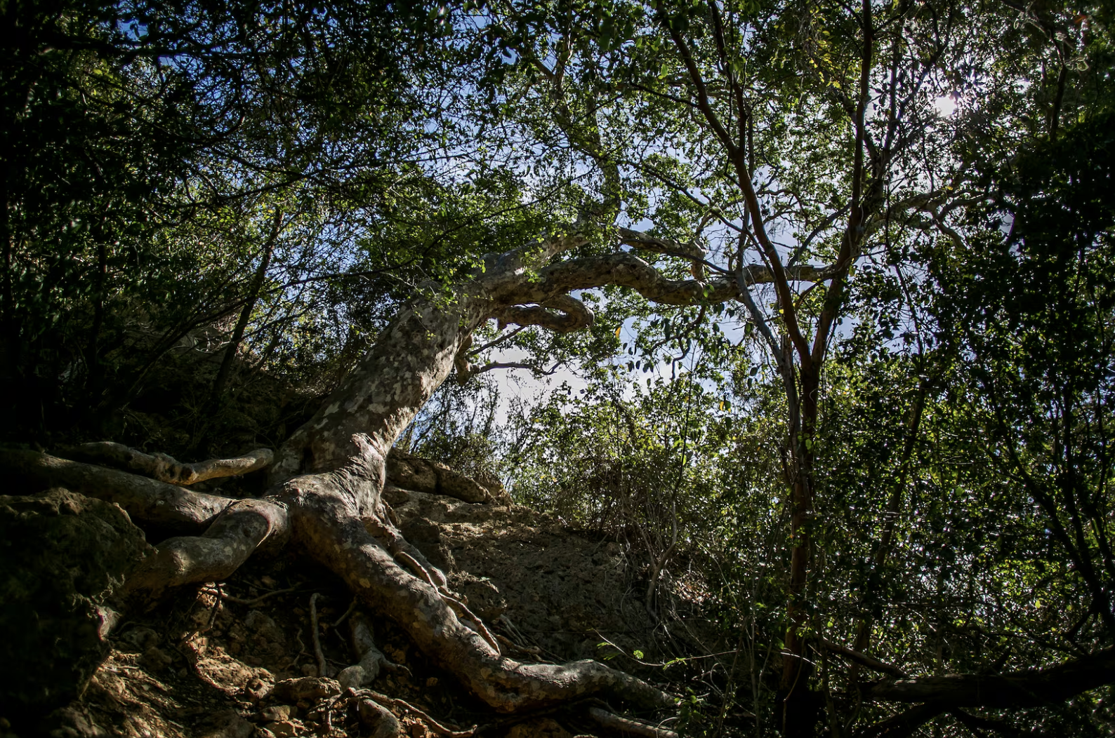 Naturaleza